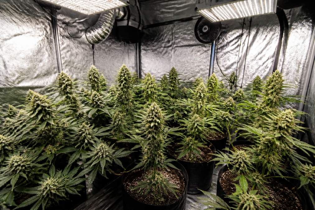 Beginner Guide to Indoor Cannabis Growing in 2026