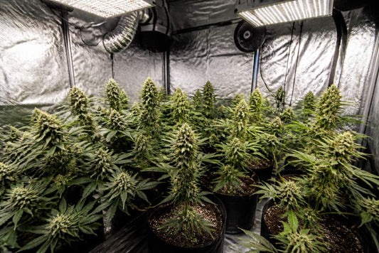 Beginner Guide to Indoor Cannabis Growing in 2026