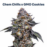 Dank Crevice