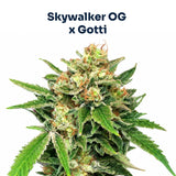 Florida Sky OG