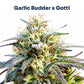 Garlic Gotti