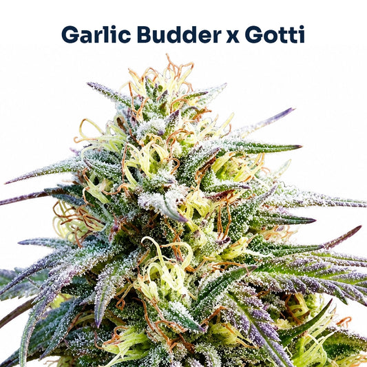 Garlic Gotti