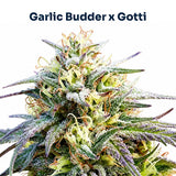Garlic Gotti