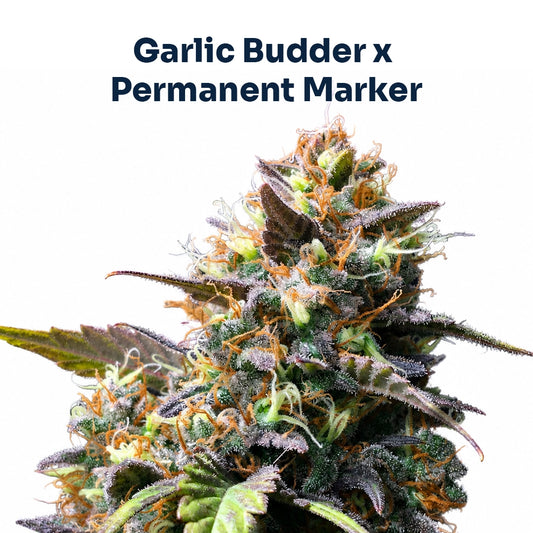 Garlic Marker