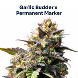 Garlic Marker