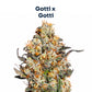 Gotti S1