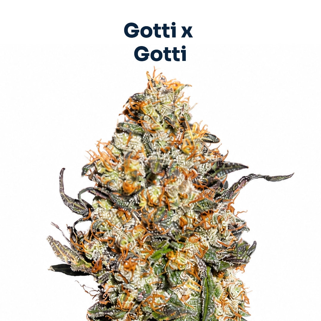 Gotti S1
