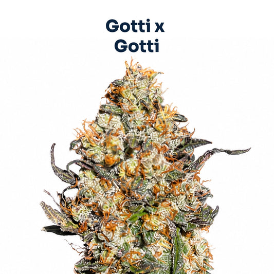 Gotti S1