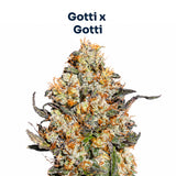 Gotti S1