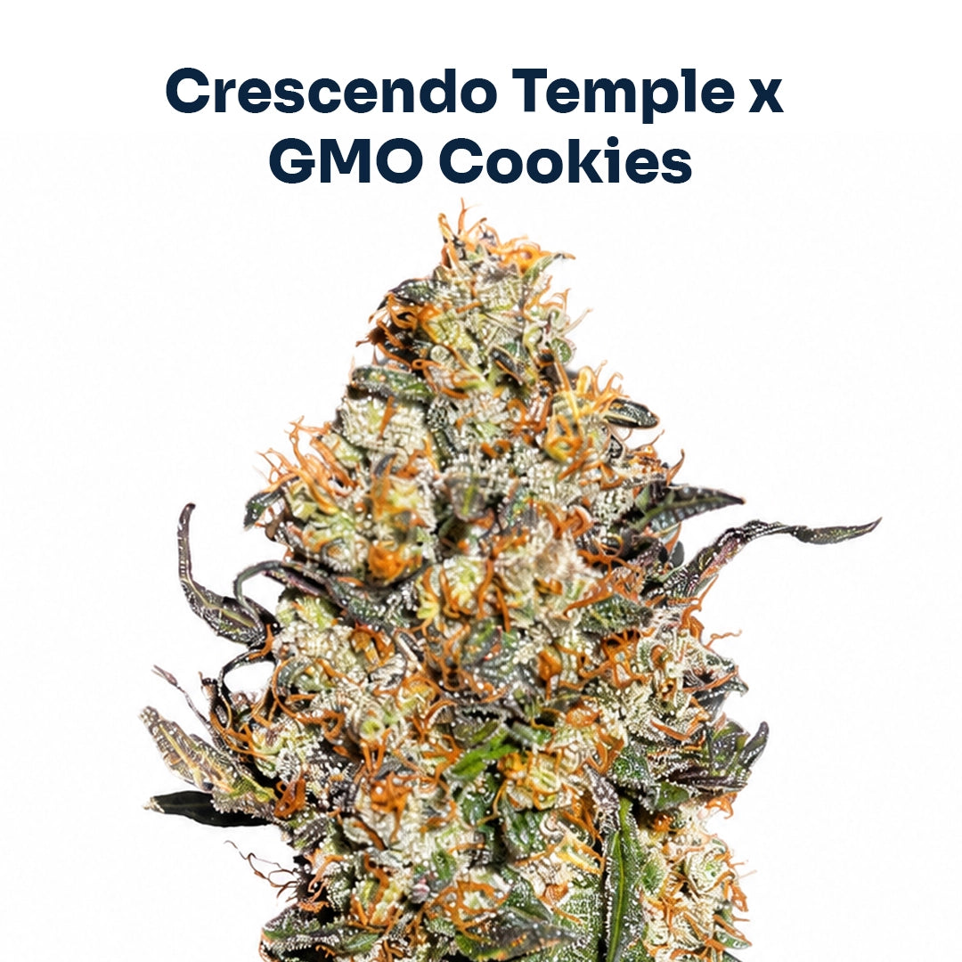 Jade Temple Cookies